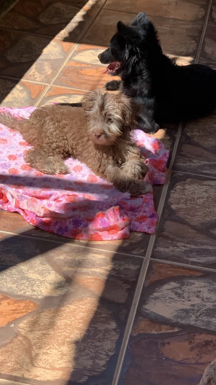 Cachorro ra a SRD-ViraLata idade 1 ano nome Zé gotinha 