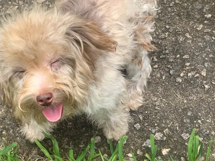 Cachorro ra a SRD-ViraLata idade 1 ano nome Zé gotinha 