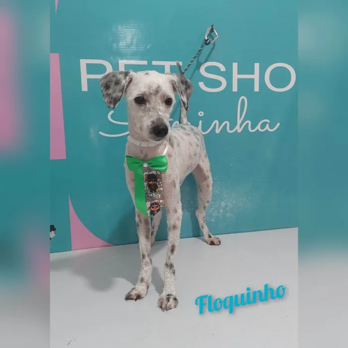 Cachorro ra a SRD-ViraLata idade 2 a 6 meses nome Floquinho 