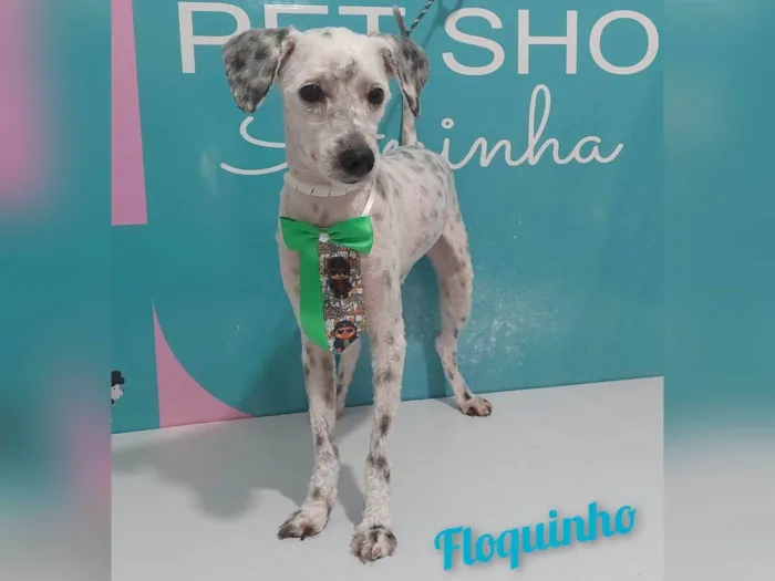 Cachorro ra a SRD-ViraLata idade 2 a 6 meses nome Floquinho 