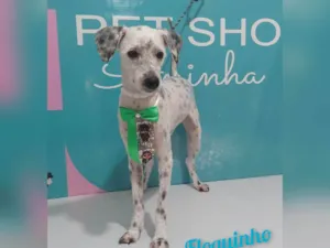 Cachorro raça SRD-ViraLata idade 2 a 6 meses nome Floquinho 