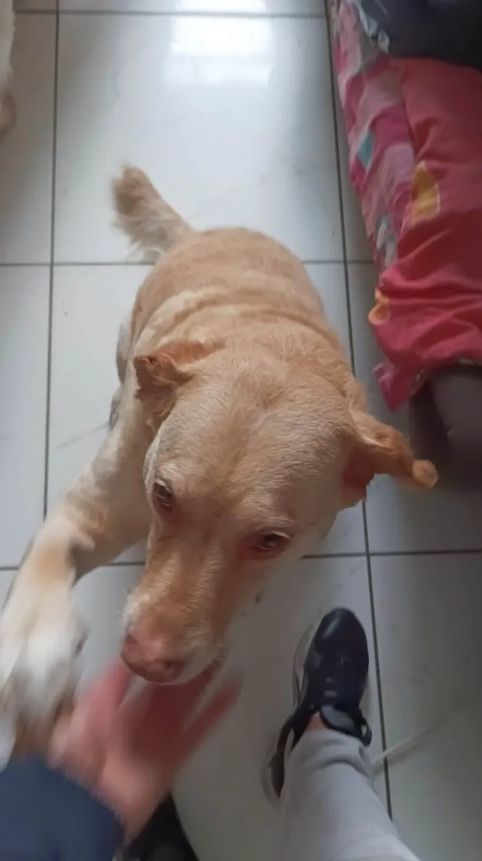 Cachorro ra a Labrador idade 5 anos nome maya