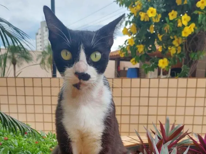 Gato ra a SRD-ViraLata idade 1 ano nome Aparecida