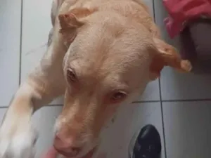 Cachorro raça Labrador idade 5 anos nome maya