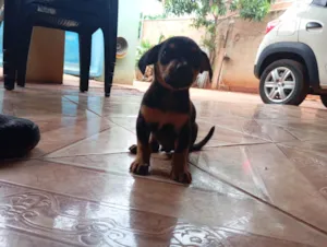 Cachorro raça SRD-ViraLata idade Abaixo de 2 meses nome Sem nome