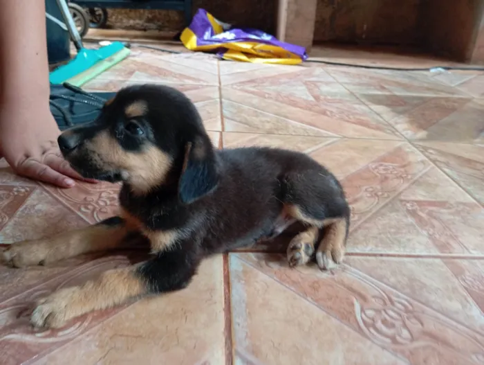 Cachorro ra a SRD-ViraLata idade Abaixo de 2 meses nome Sem nome