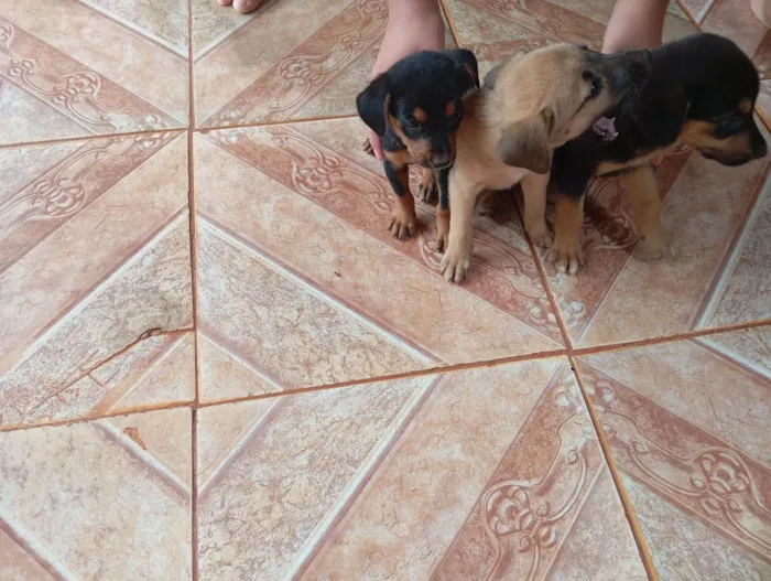 Cachorro ra a SRD-ViraLata idade Abaixo de 2 meses nome Sem nome