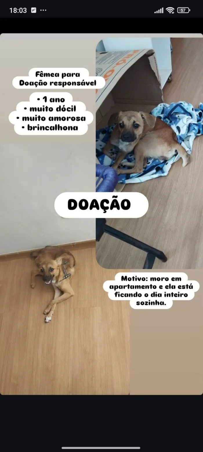 Cachorro ra a Pinscher idade 1 ano nome Fiona 