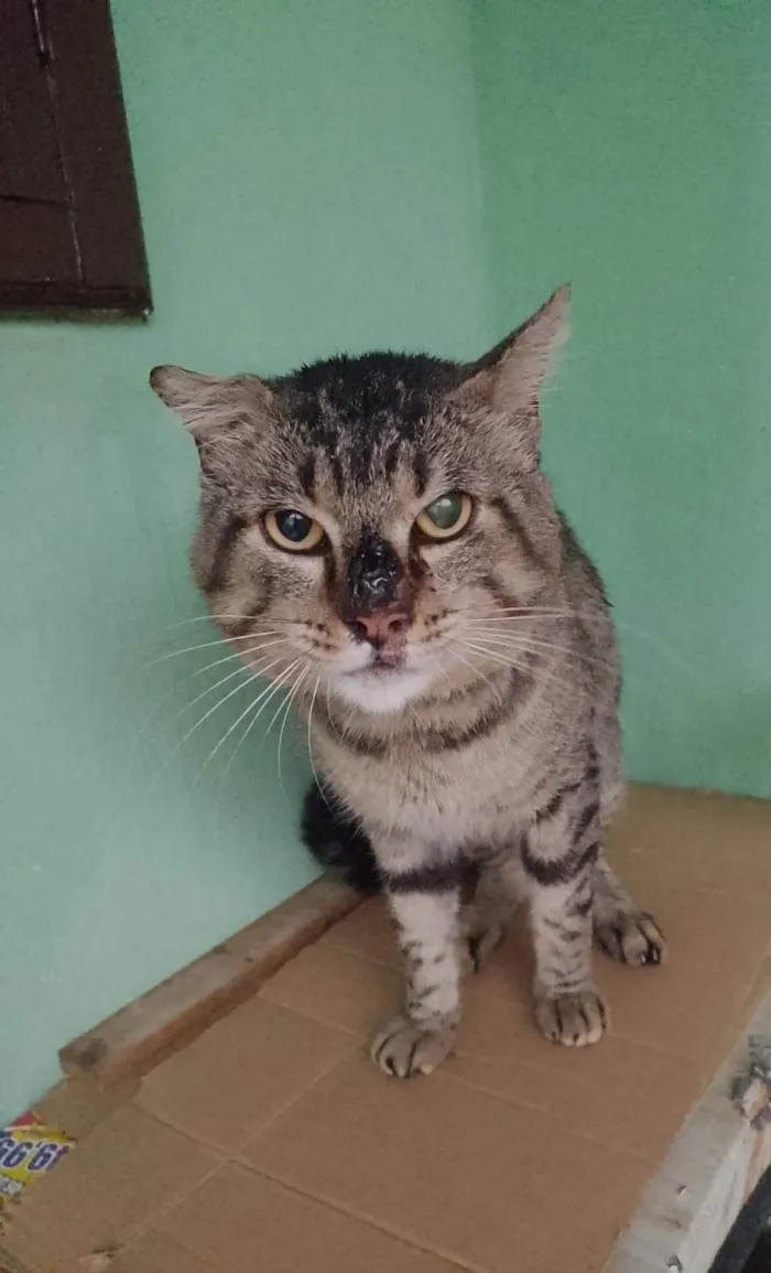 Gato ra a SRD-ViraLata idade 7 a 11 meses nome Smokao 