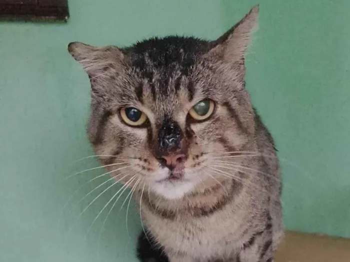 Gato ra a SRD-ViraLata idade 7 a 11 meses nome Smokao 