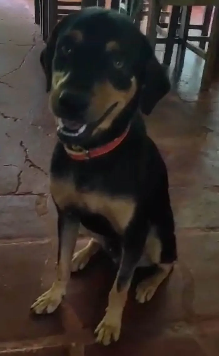 Cachorro ra a SRD-ViraLata idade 3 anos nome Joca