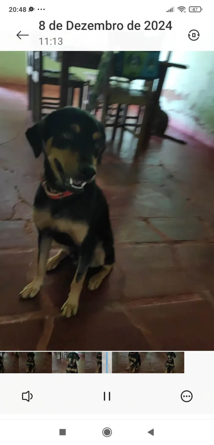 Cachorro ra a SRD-ViraLata idade 3 anos nome Joca