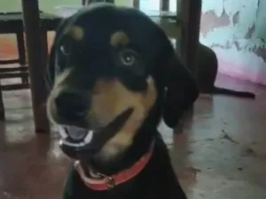 Cachorro raça SRD-ViraLata idade 3 anos nome Joca