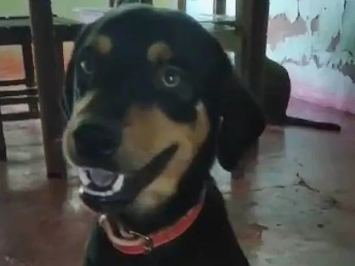 Cachorro ra a SRD-ViraLata idade 3 anos nome Joca