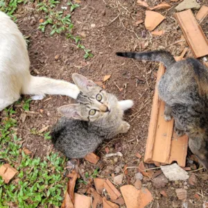 Gato raça SRD-ViraLata idade 2 a 6 meses nome não tem nomes