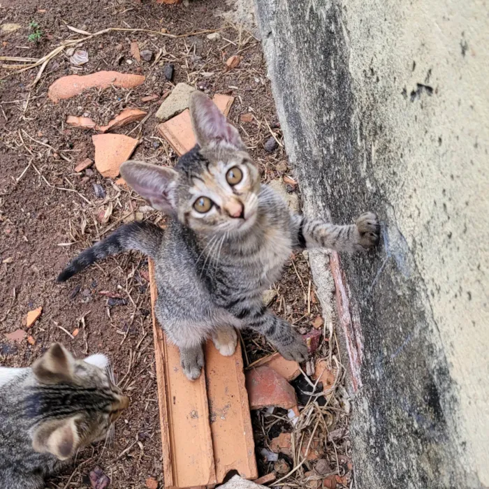 Gato ra a SRD-ViraLata idade 2 a 6 meses nome não tem nomes