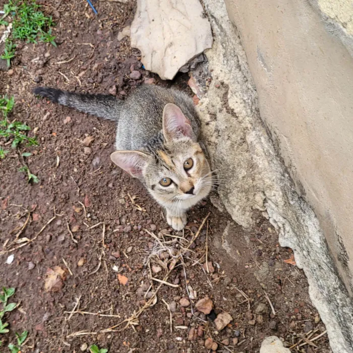 Gato ra a SRD-ViraLata idade 2 a 6 meses nome não tem nomes