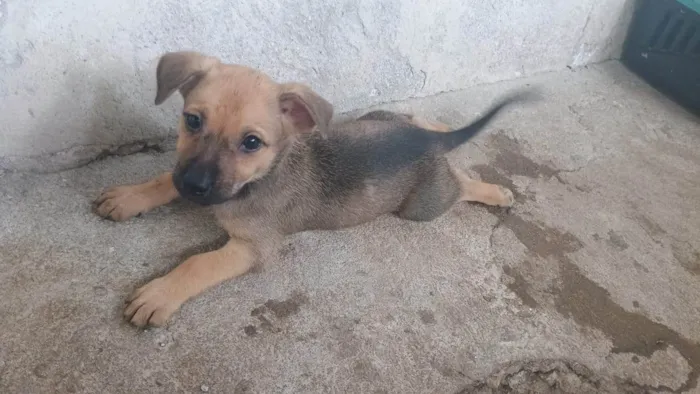 Cachorro ra a SRD-ViraLata idade Abaixo de 2 meses nome Gabigol