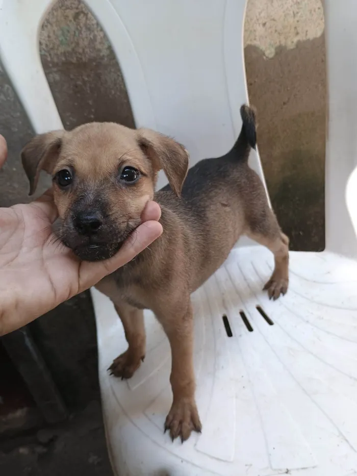 Cachorro ra a SRD-ViraLata idade Abaixo de 2 meses nome Gabigol