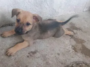 Cachorro raça SRD-ViraLata idade Abaixo de 2 meses nome Gabigol