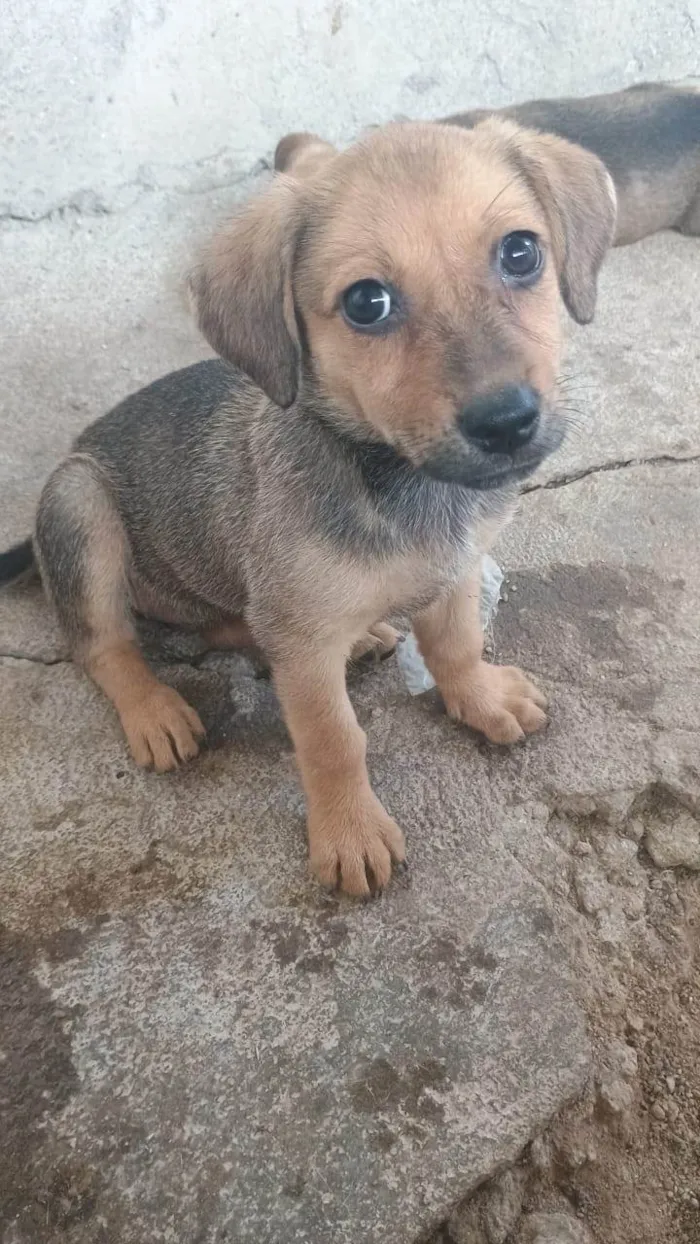 Cachorro ra a SRD-ViraLata idade Abaixo de 2 meses nome Lindinha