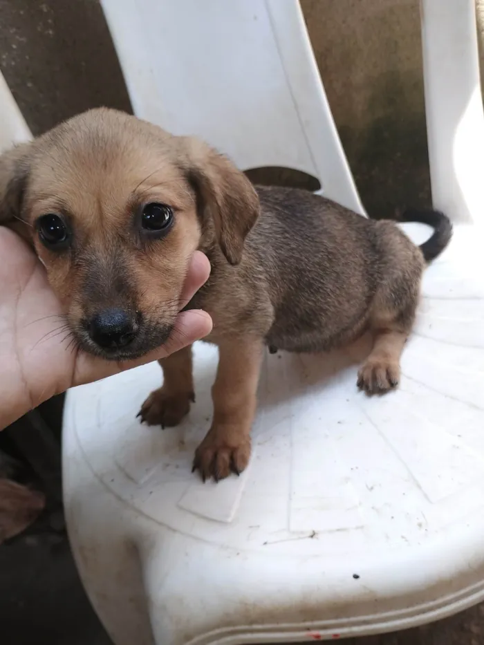 Cachorro ra a SRD-ViraLata idade Abaixo de 2 meses nome Lindinha