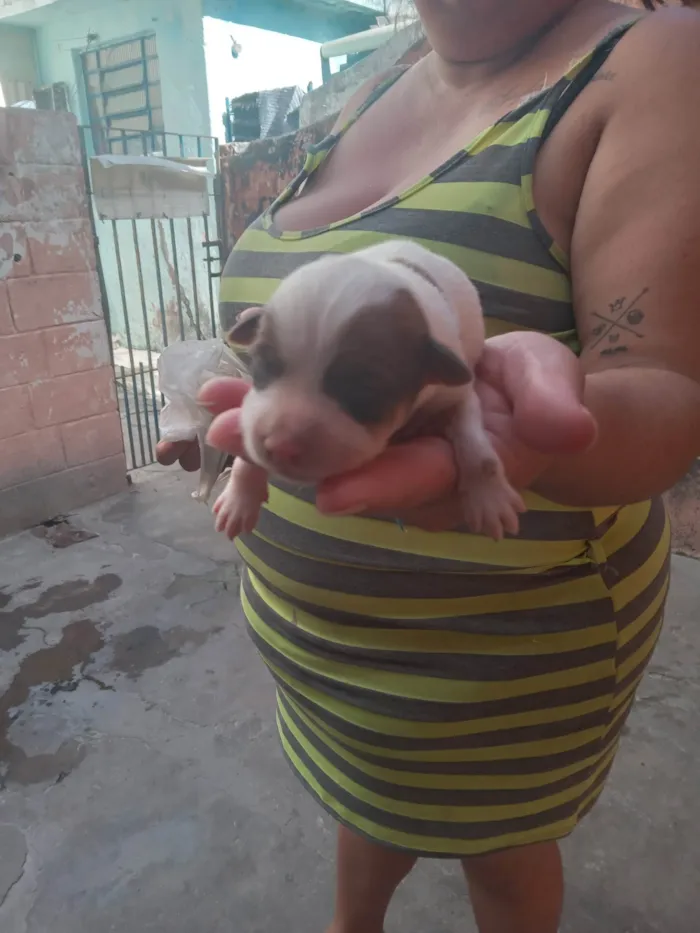 Cachorro ra a SRD-ViraLata idade Abaixo de 2 meses nome São 4 cachorros 