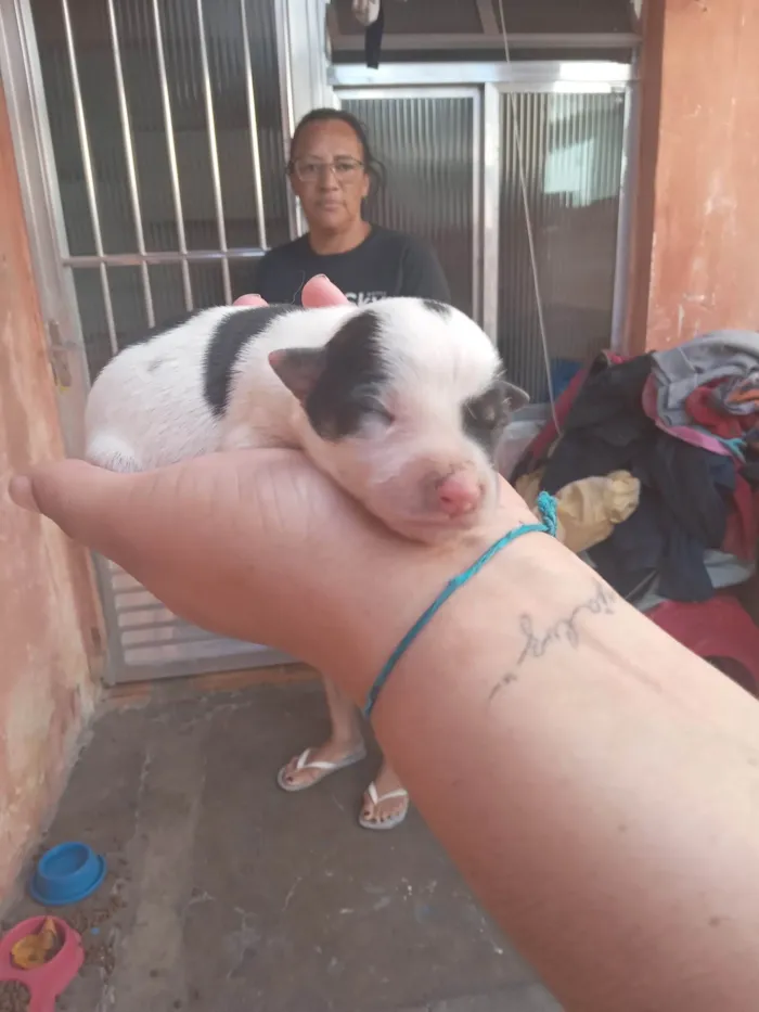 Cachorro ra a SRD-ViraLata idade Abaixo de 2 meses nome São 4 cachorros 