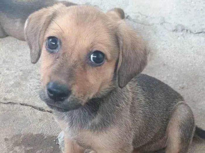 Cachorro ra a SRD-ViraLata idade Abaixo de 2 meses nome Lindinha