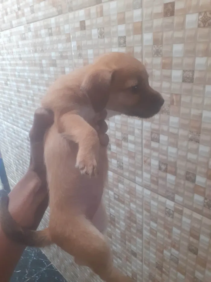 Cachorro ra a Poodle idade 2 a 6 meses nome Podle com salsinhinha 