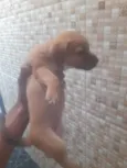 Podle com salsinhinha