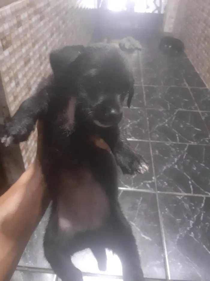 Cachorro ra a Poodle idade 2 a 6 meses nome Podle com salsinhinha 