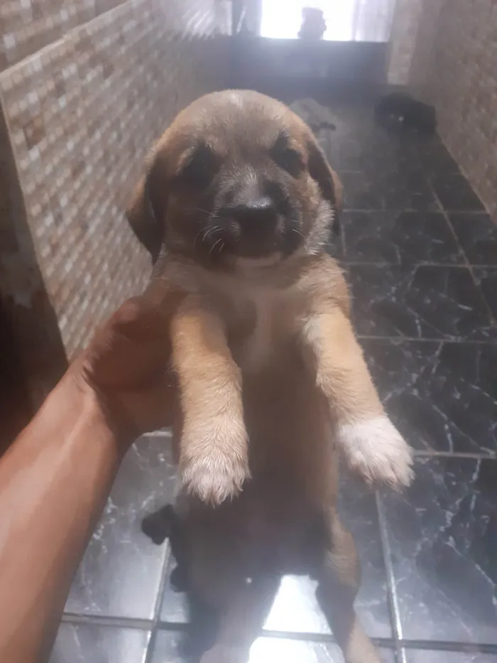 Cachorro ra a Poodle idade 2 a 6 meses nome Podle com salsinhinha 