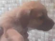 Podle com salsinhinha