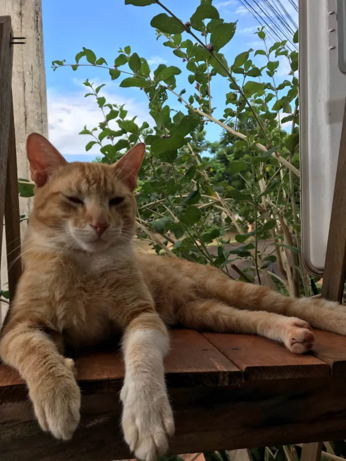 Gato ra a SRD-ViraLata idade 2 anos nome Leão 