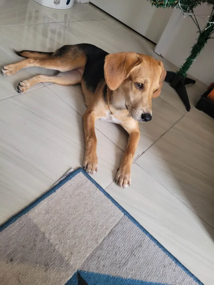 Cachorro ra a SRD-ViraLata idade 7 a 11 meses nome Luna