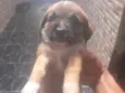 Podle com salsinhinha