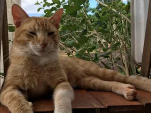 Gato raça SRD-ViraLata idade 2 anos nome Leão 