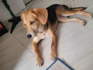 Cachorro raça SRD-ViraLata idade 7 a 11 meses nome Luna