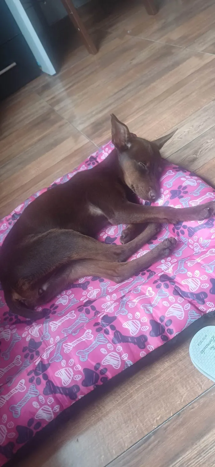 Cachorro ra a SRD-ViraLata idade 2 a 6 meses nome Ivy