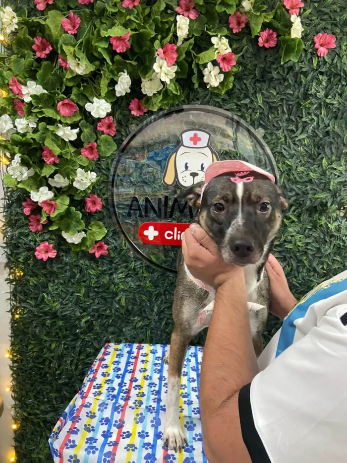 Cachorro ra a SRD-ViraLata idade 4 anos nome Cristal