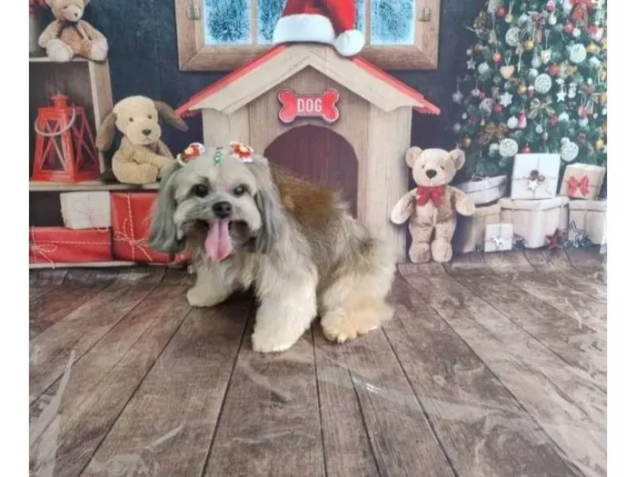 Cachorro ra a Lhasa Apso idade 6 ou mais anos nome LATIFA