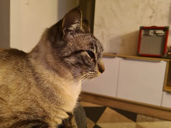 Gato ra a SRD-ViraLata idade 5 anos nome Miau