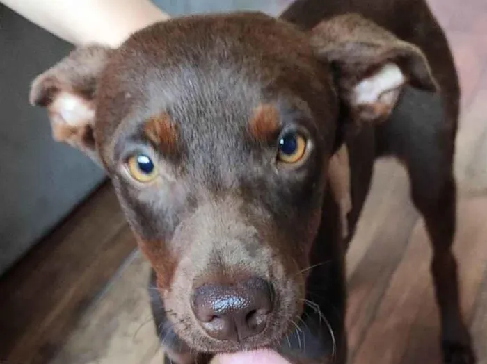 Cachorro ra a SRD-ViraLata idade 2 a 6 meses nome Ivy