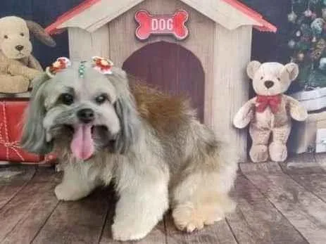 Cachorro ra a Lhasa Apso idade 6 ou mais anos nome LATIFA