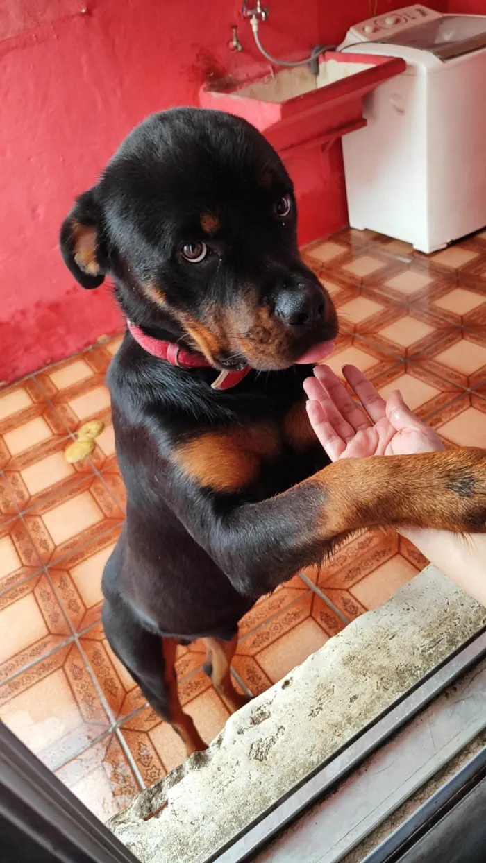 Cachorro ra a Rottweiler idade 2 anos nome Aslan