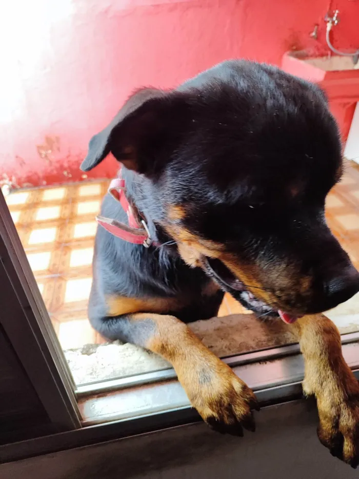 Cachorro ra a Rottweiler idade 2 anos nome Aslan