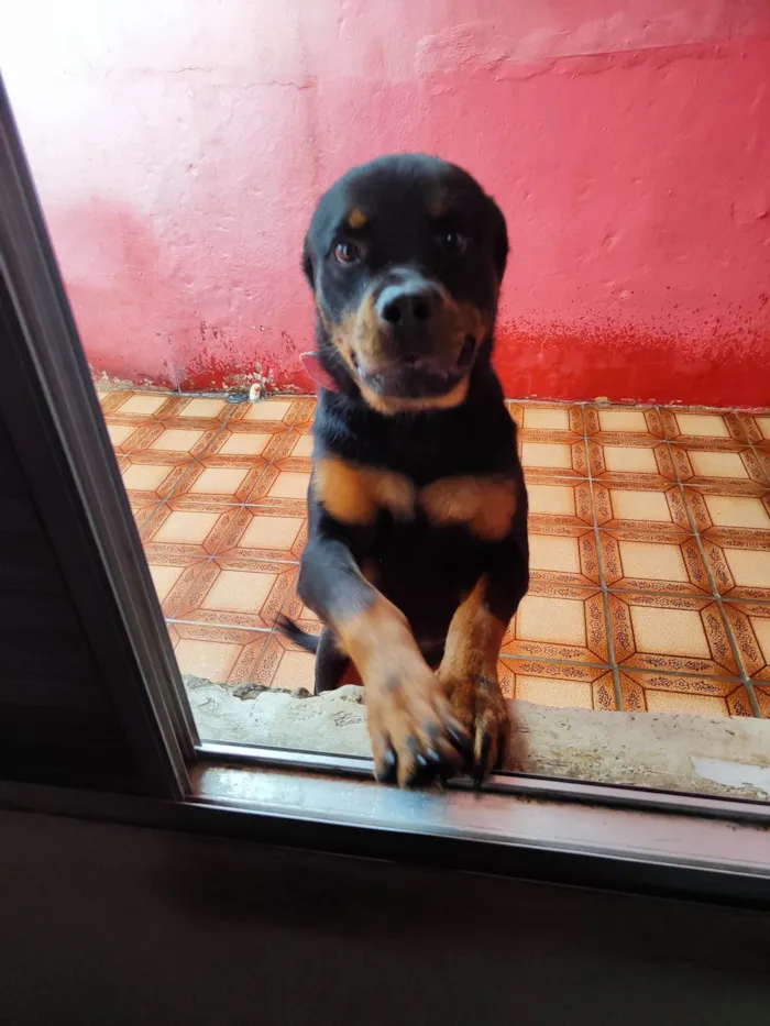 Cachorro ra a Rottweiler idade 2 anos nome Aslan