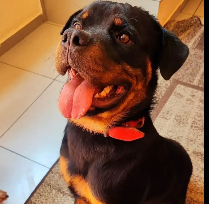 Cachorro ra a Rottweiler idade 2 anos nome Aslan