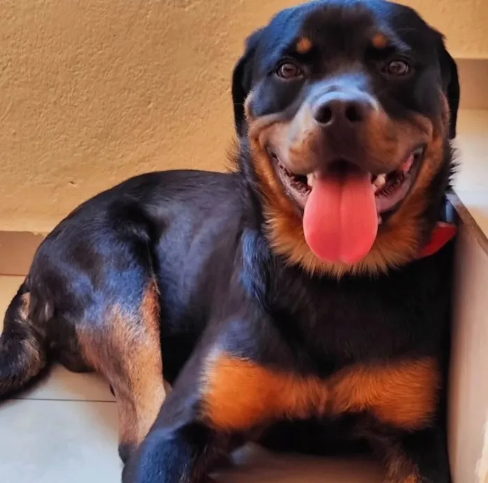 Cachorro ra a Rottweiler idade 2 anos nome Aslan